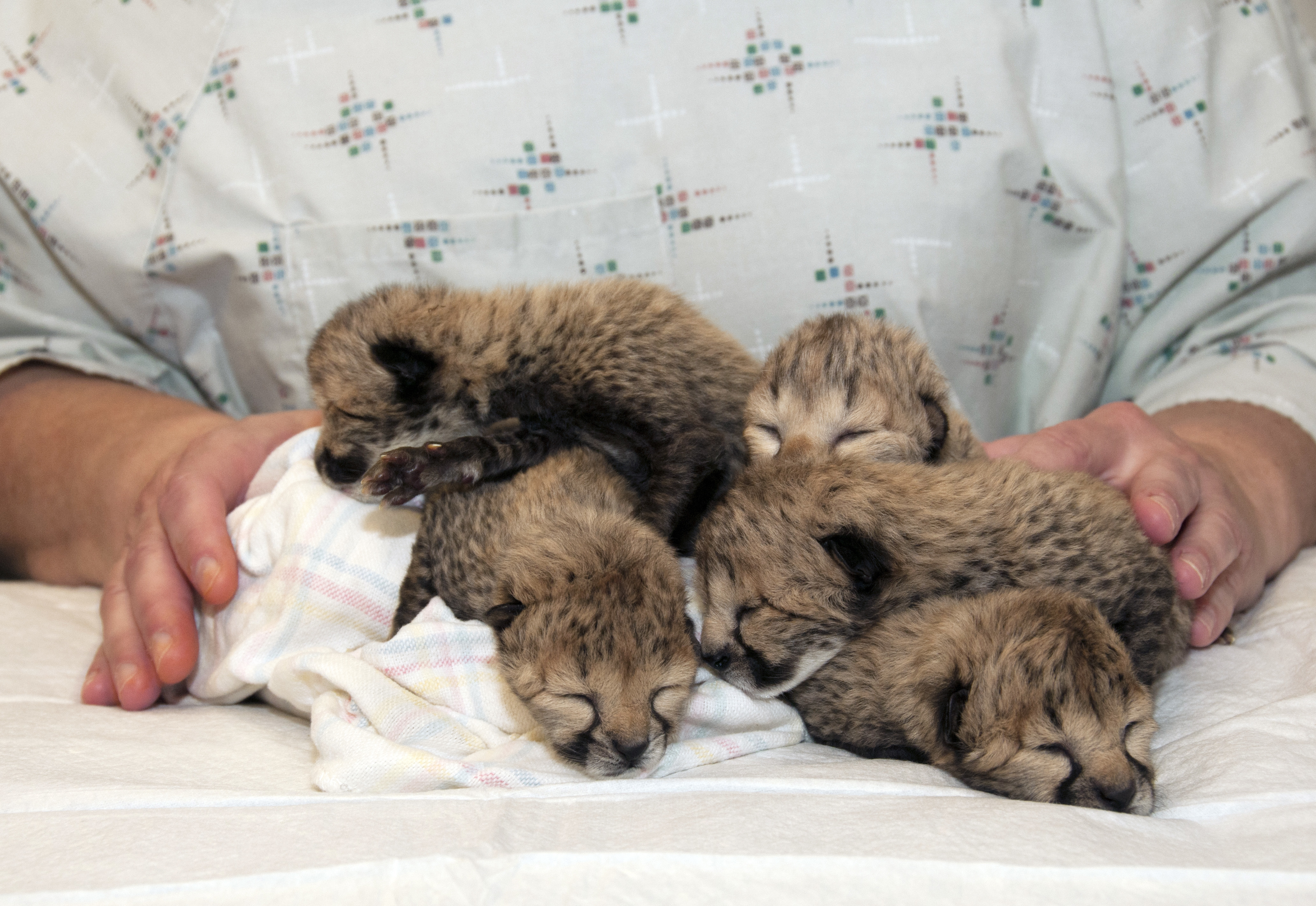 Cincinnati Zoo: 5 cheetahs born in rare C-section procedure