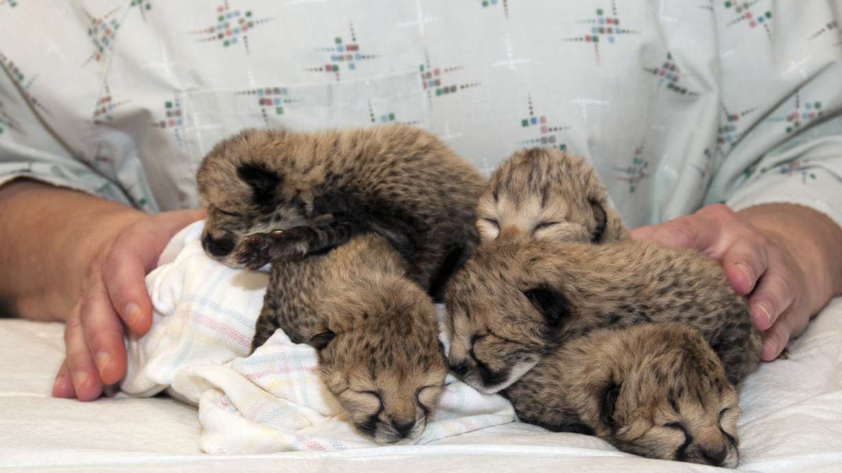 Cincinnati Zoo: 5 cheetahs born in rare C-section procedure