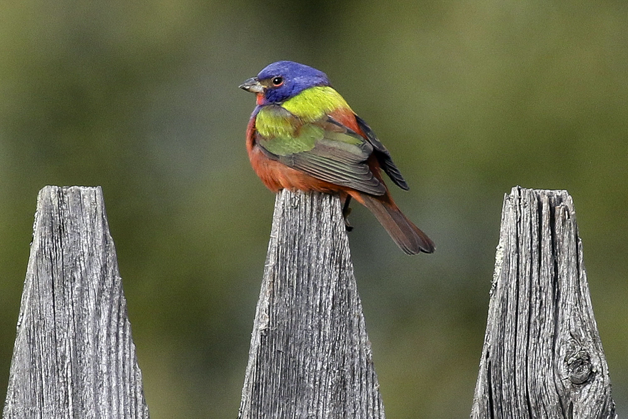 Rainbow-colored bird draws bird watchers to Vermont town