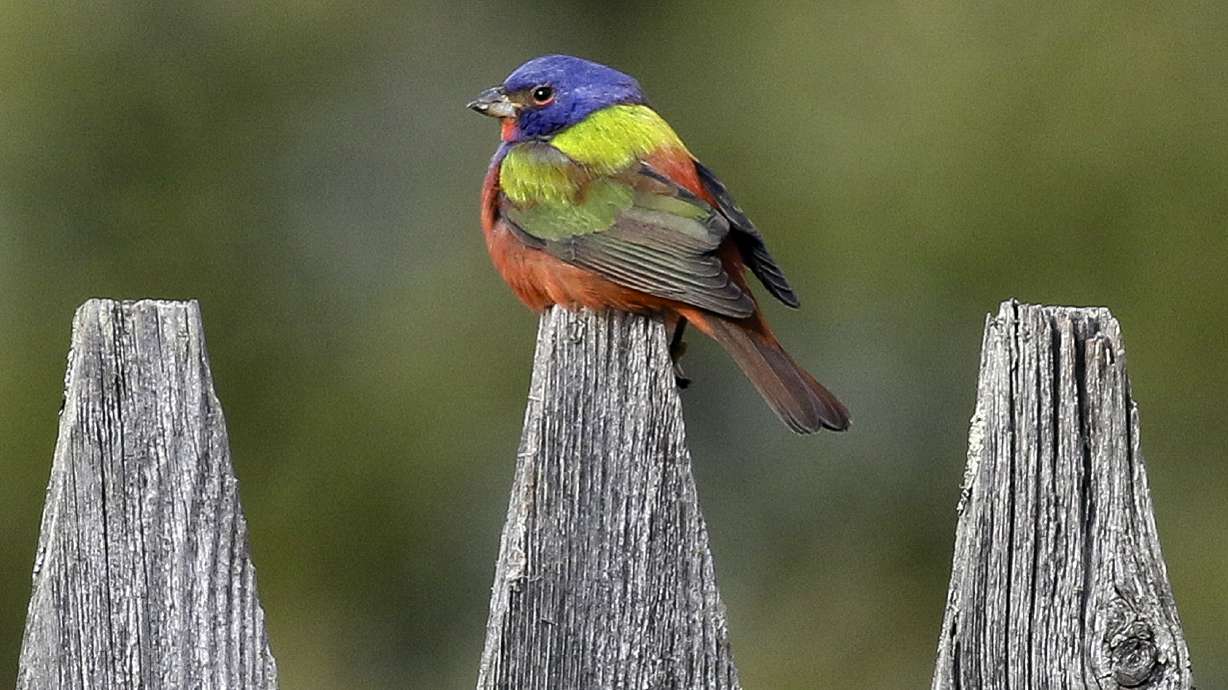 Rainbow-colored bird draws bird watchers to Vermont town