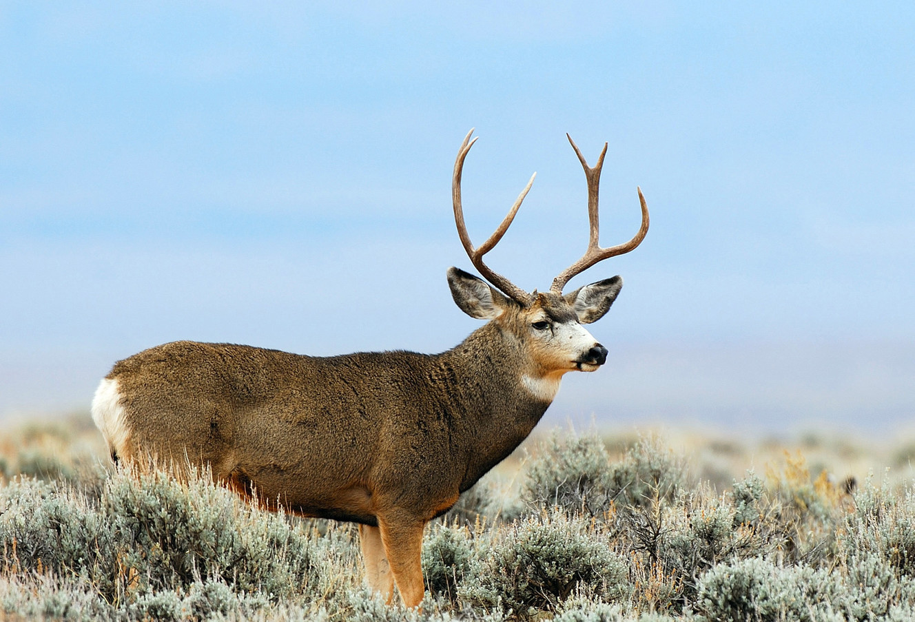 DWR proposes adding 4K general deer, 12K private cow elk permits