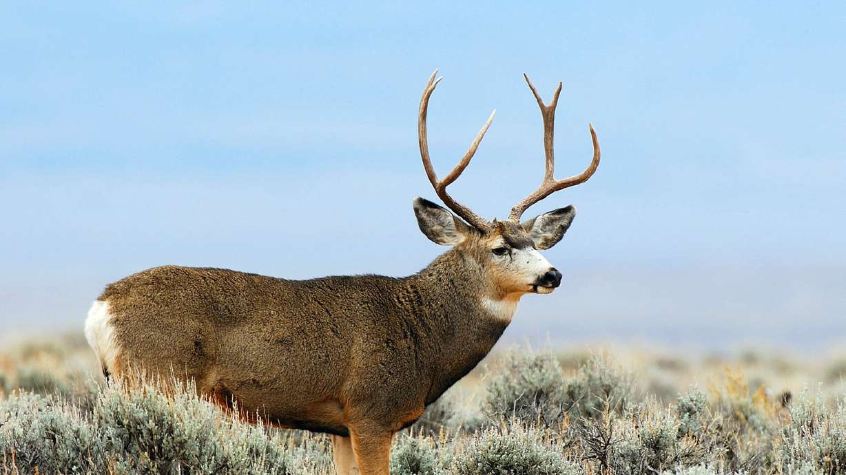 DWR proposes adding 4K general deer, 12K private cow elk permits