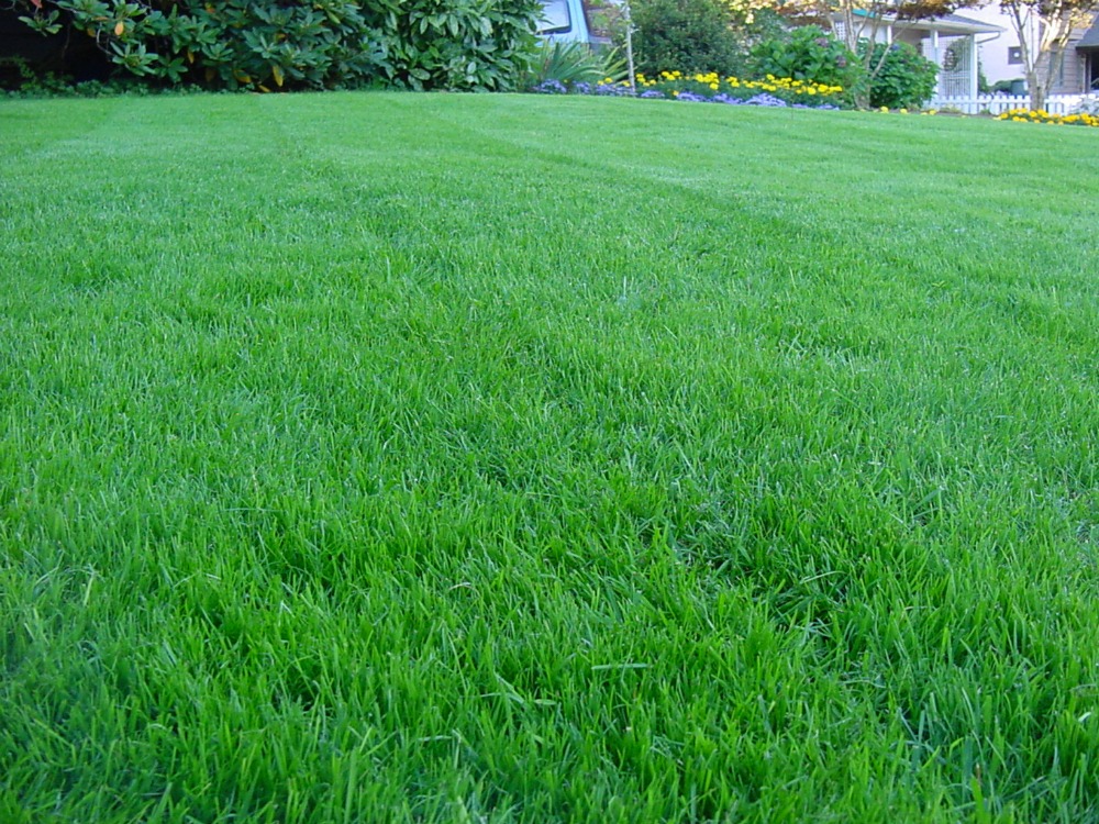 4 easy steps to a DIY beautiful lawn in Utah