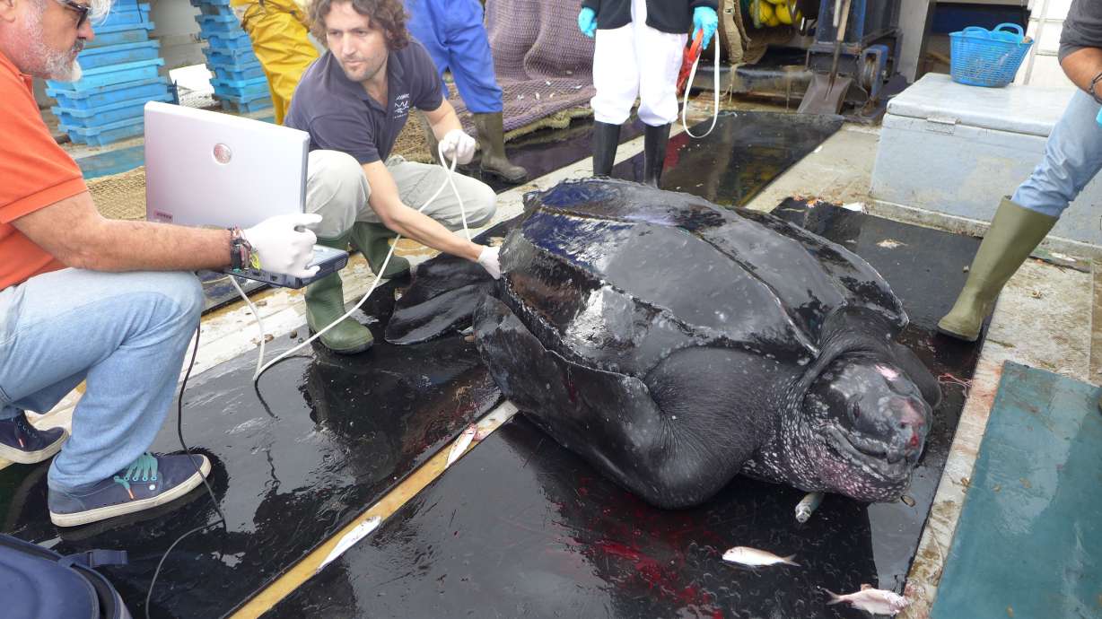 ndd Medical’s EasyOne Spirometers Instrumental in Study and Treatment of Endangered Sea Turtles Caught in Fishing Nets