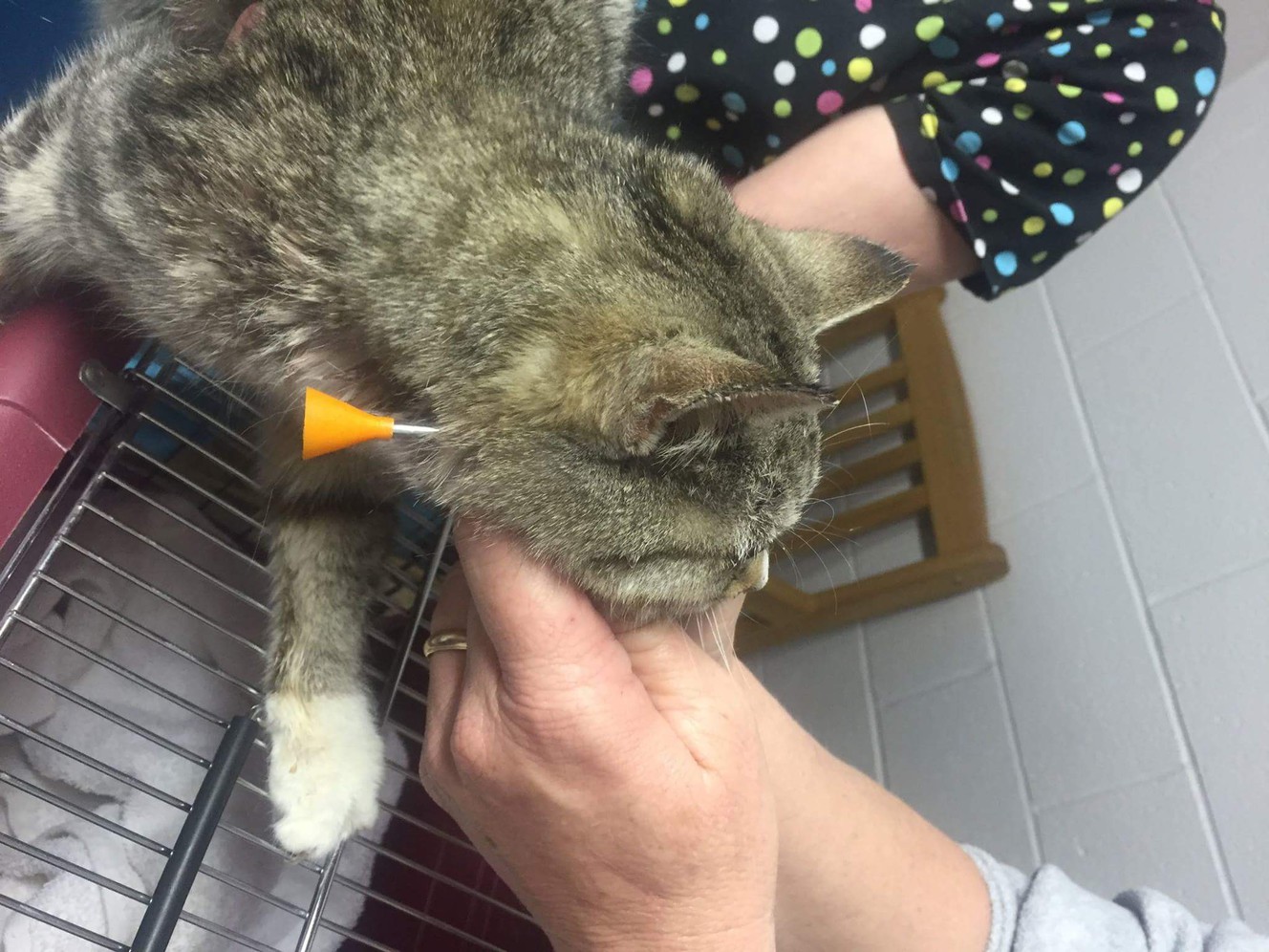 Police investigating 2 men in blow dart attacks on cat in Spanish Fork