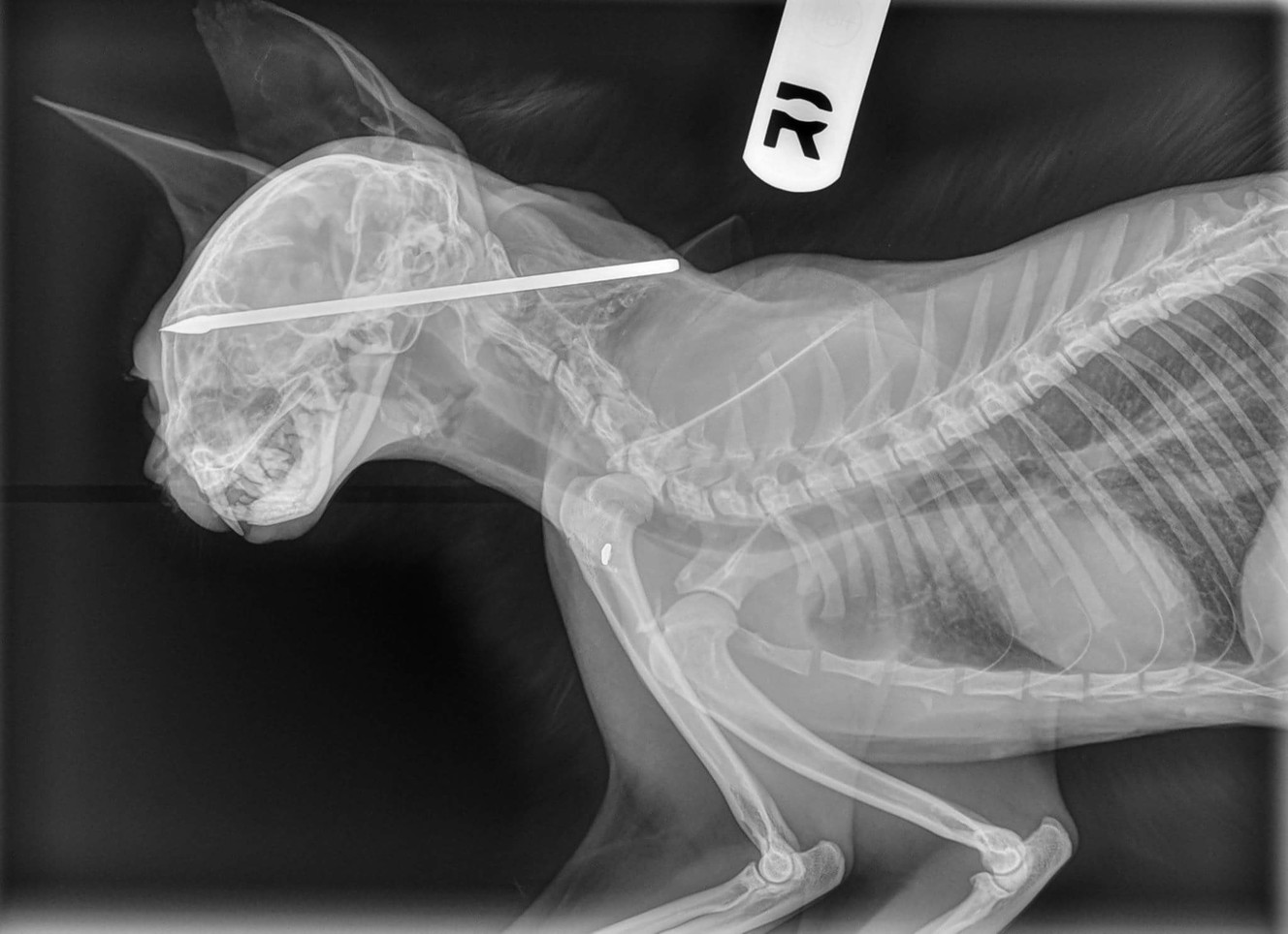 X-ray of blow dart through the head of "Miss Kiss." (Photo: Courtesy Dr. Isaac Bott)