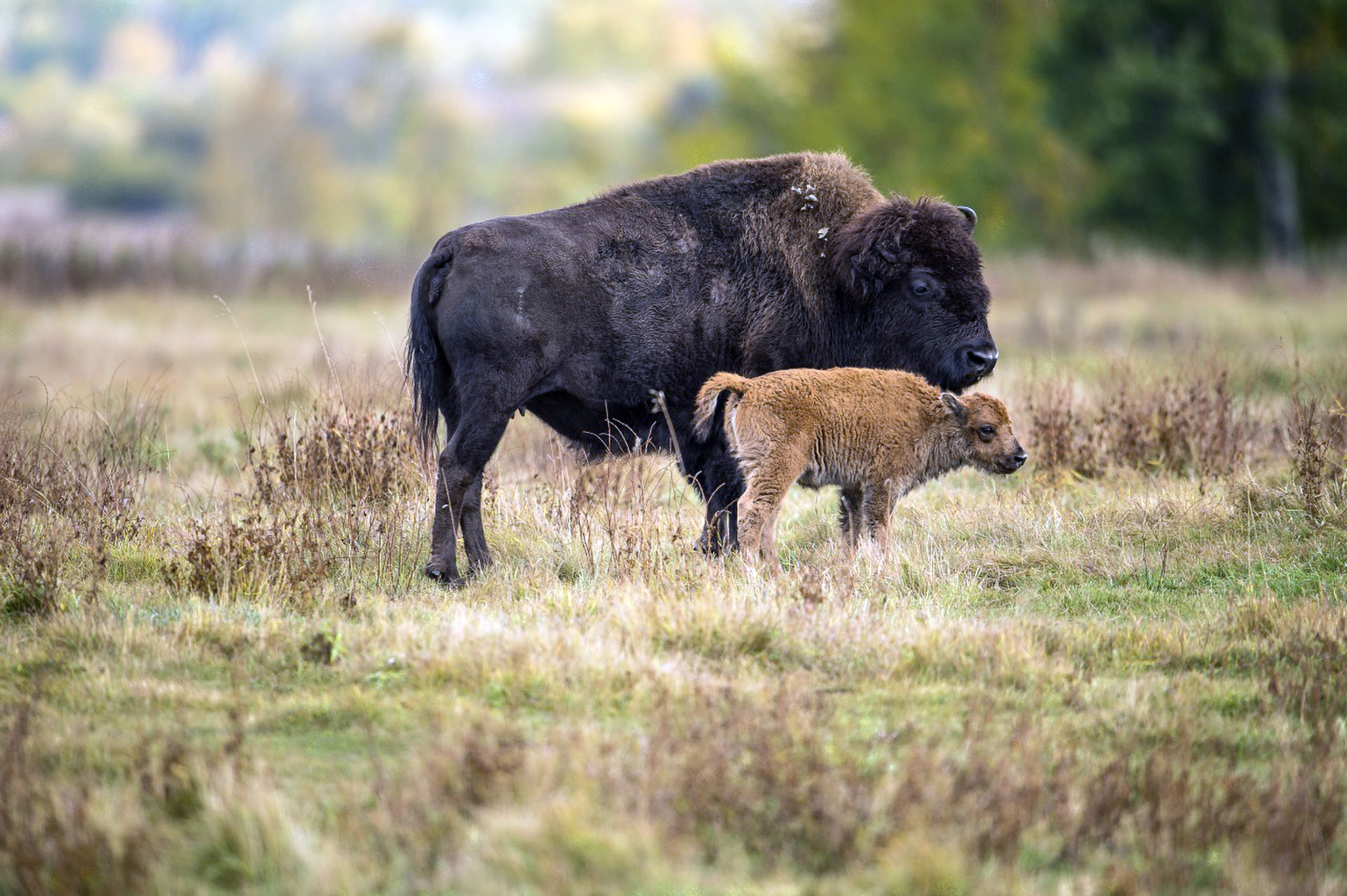 Bison coming 'home' to Montana Indian reservation