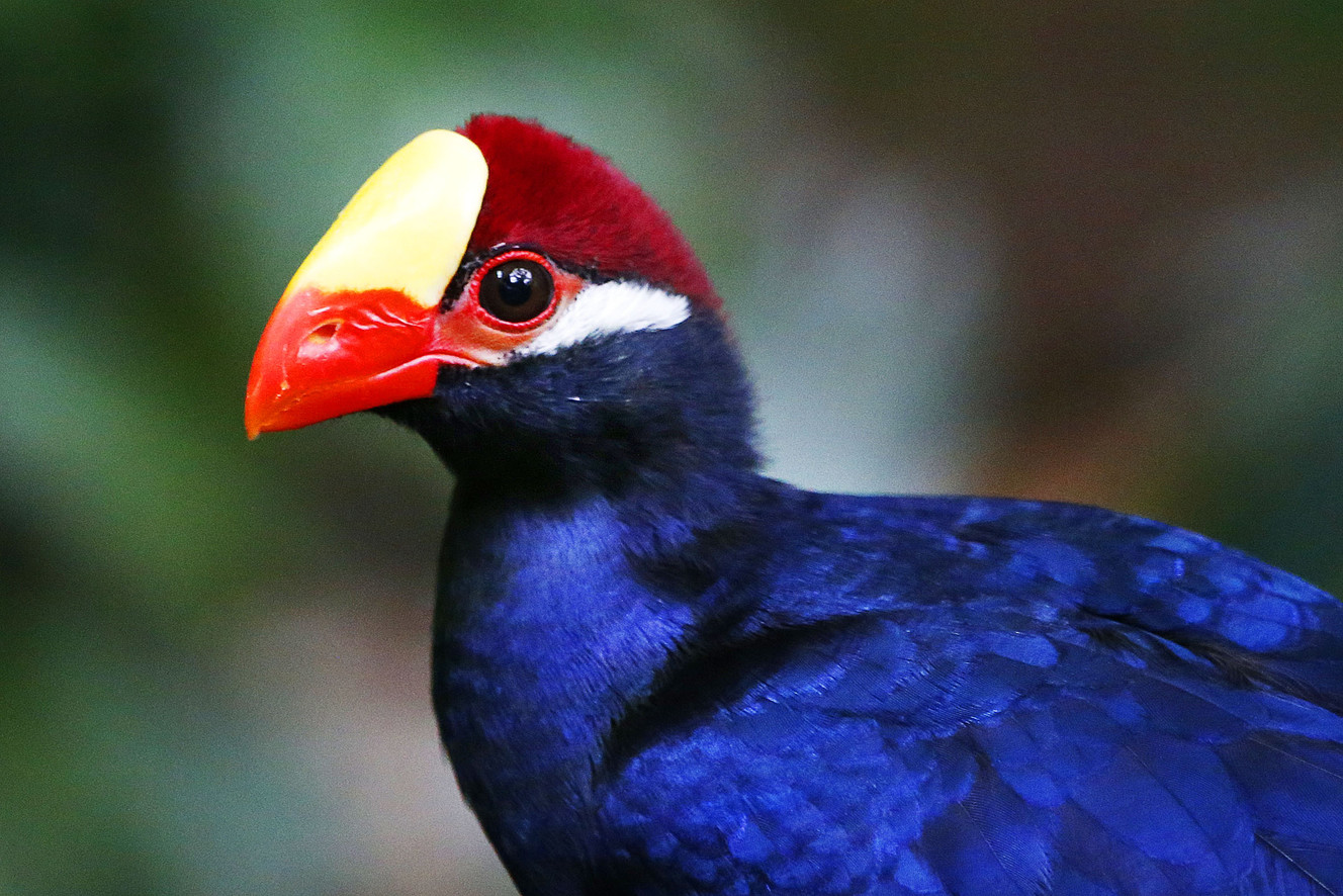 New aviary exhibit creates tropical oasis for birds and humans alike