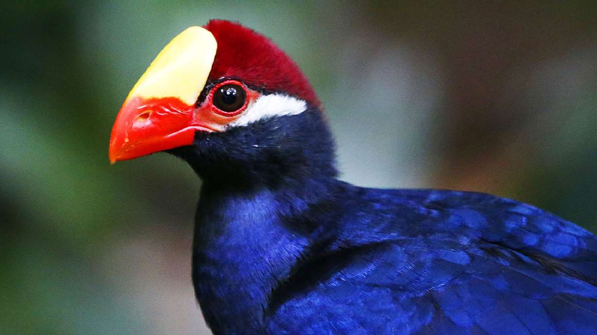 New aviary exhibit creates tropical oasis for birds and humans alike