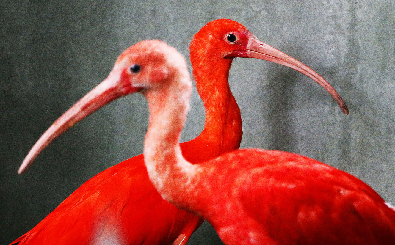 Two scarlet Ibises cross paths as Tracy Aviary unveils its new “Treasures of the Rainforest” exhibit in Salt Lake City on Wednesday, March 30, 2016. (Photo: Ravell Call, Deseret News)