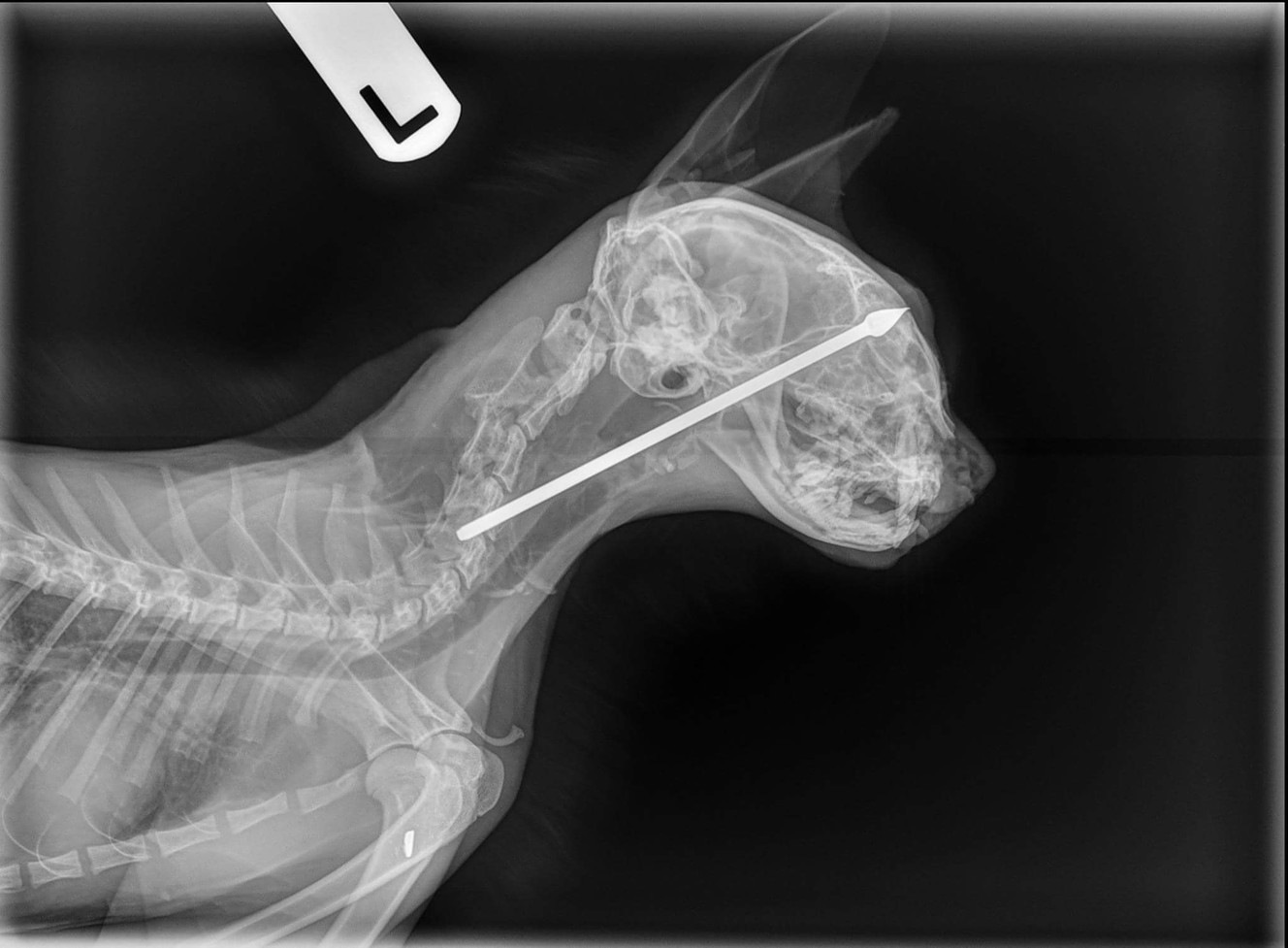 Police investigating 2 men in blow dart attacks on cat in Spanish Fork