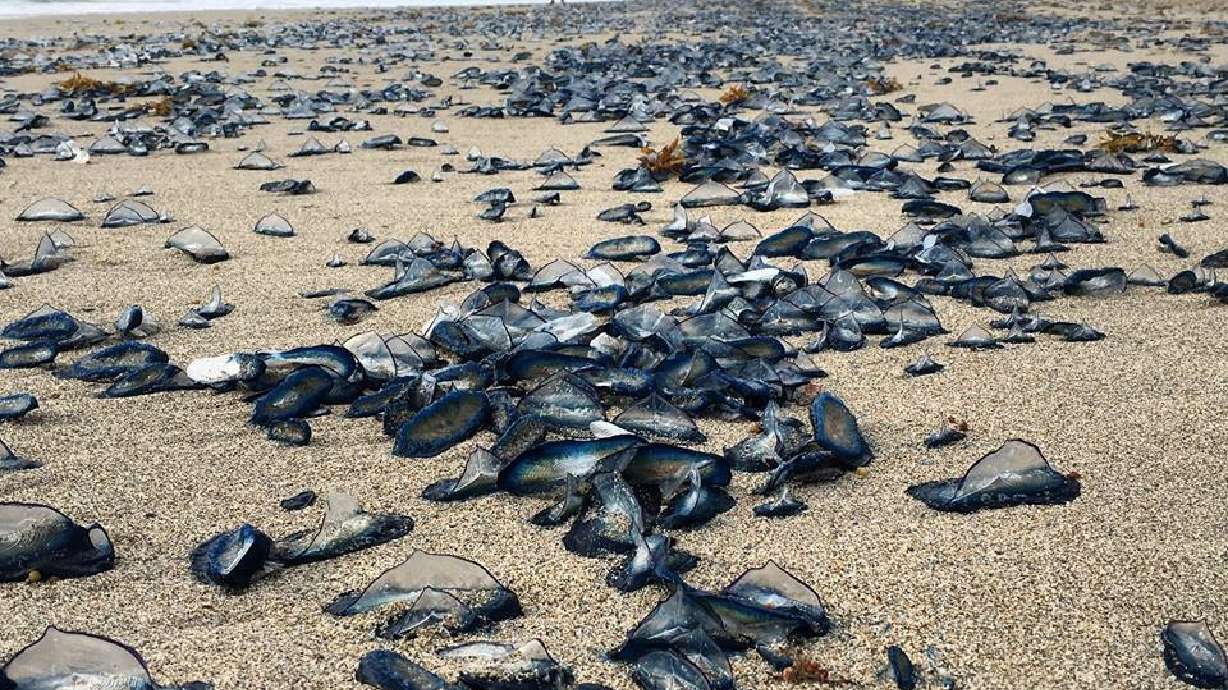 Thousands of jellyfish invade South Florida beach