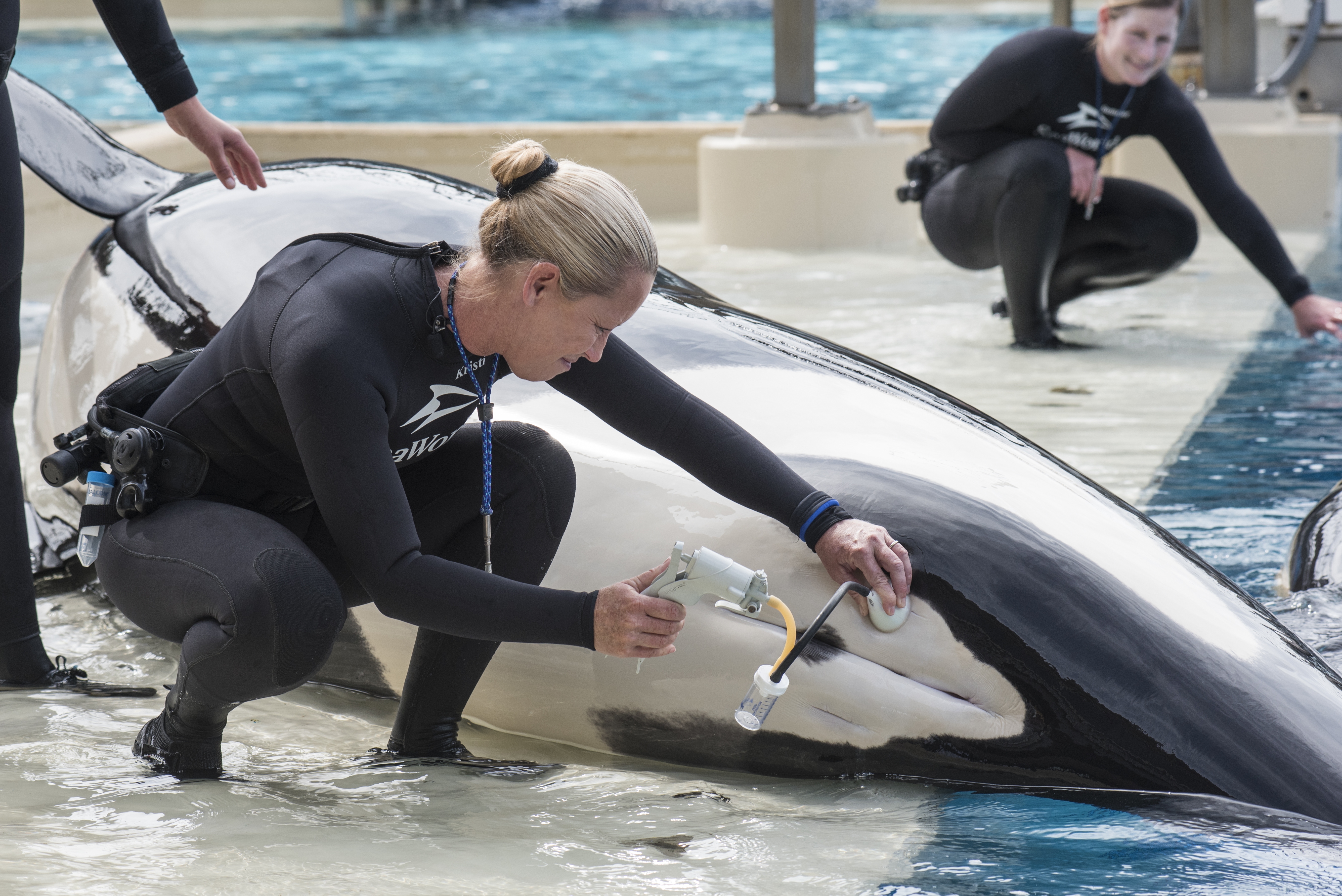 Scientists bemoan SeaWorld decision to stop breeding orcas