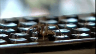 Have You Seen This? Crazy spider catcher