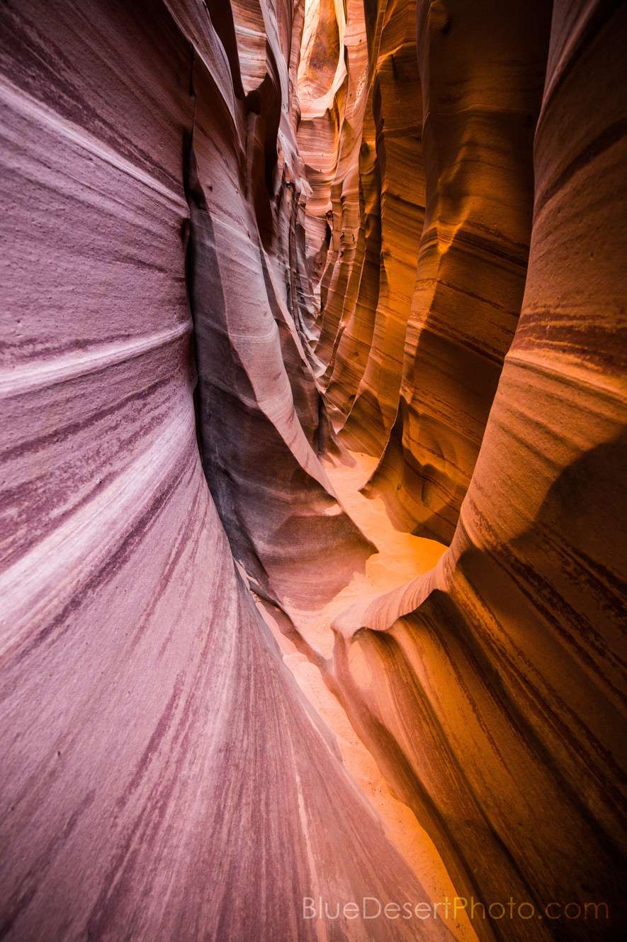 Photo: Alex Chamberlain/Blue Desert Photo