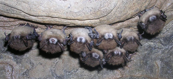 Disease that killed 6M bats could threaten Utah