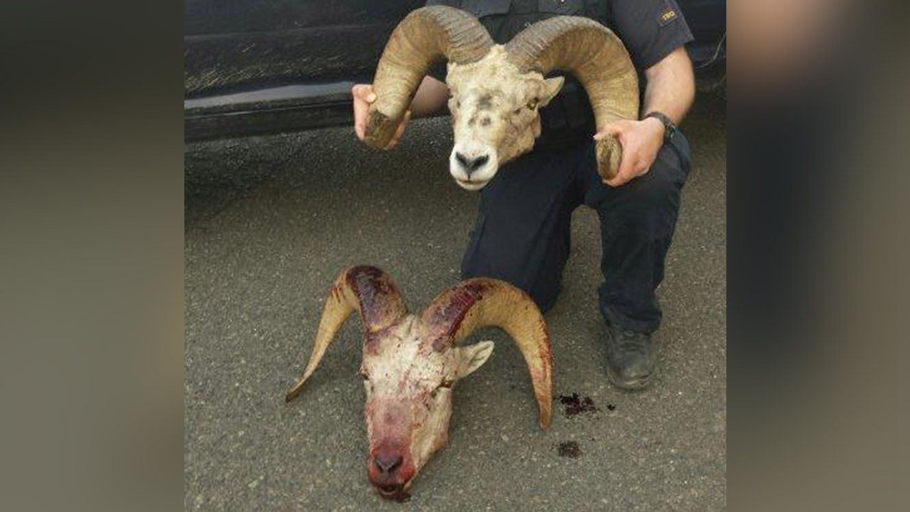 Utah man arrested after 2 bighorn sheep beheaded in Oregon