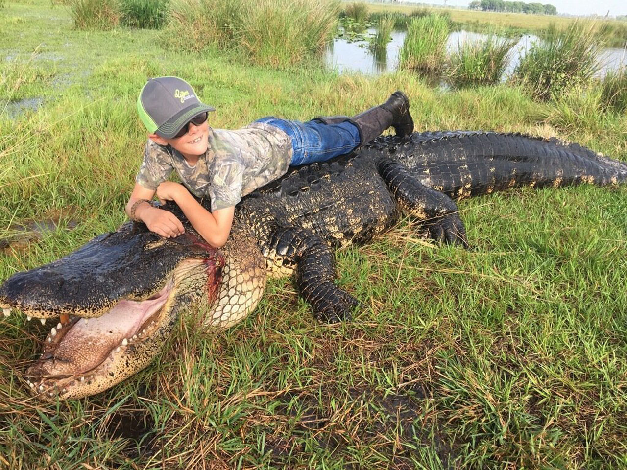 Monster 780-pound gator caught in Florida