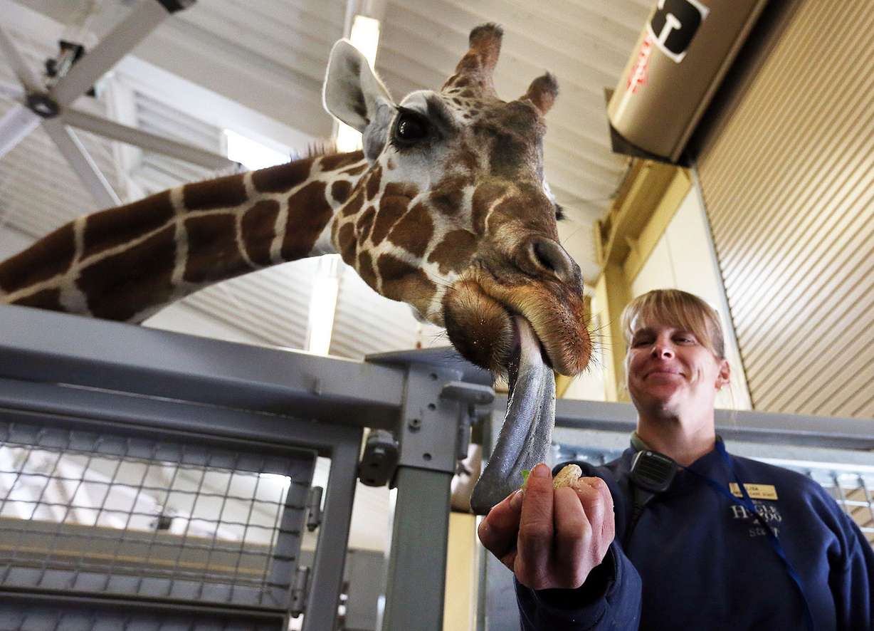 Giraffe keeper Lisa Ellison feeds Kipenzi, a giraffe at Utah's Hogle Zoo, while Kipenzi has an ultrasound at the zoo in Salt Lake City, Wednesday, April 6, 2016. (Photo: Ravell Call, Deseret News)