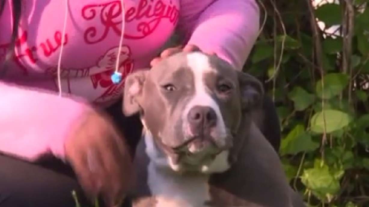 Snapchat helps bring missing Virginia dog home