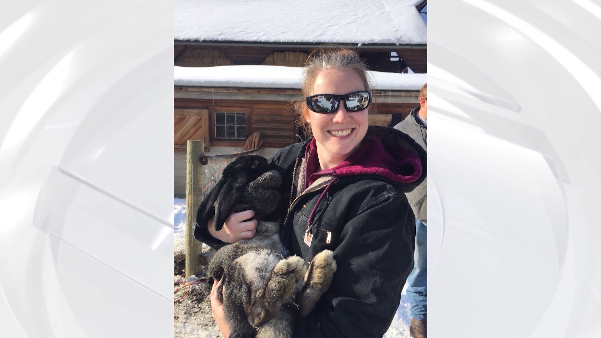 Dolly Parton is one of three Flemish giant rabbits that have lived at Wheeler Farm since January. Between about 11 a.m. and 12:30 p.m. Wednesday, someone broke the locks and stole her out of her cage. (Photo: Courtesy Wheeler Farm)