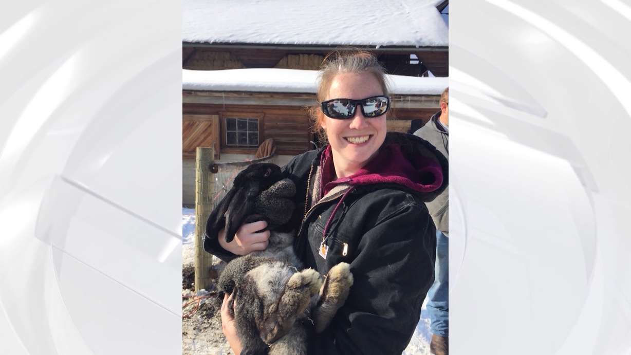 Dolly Parton is one of three Flemish giant rabbits that have lived at Wheeler Farm since January. Between about 11 a.m. and 12:30 p.m. Wednesday, someone broke the locks and stole her out of her cage. (Photo: Courtesy Wheeler Farm)