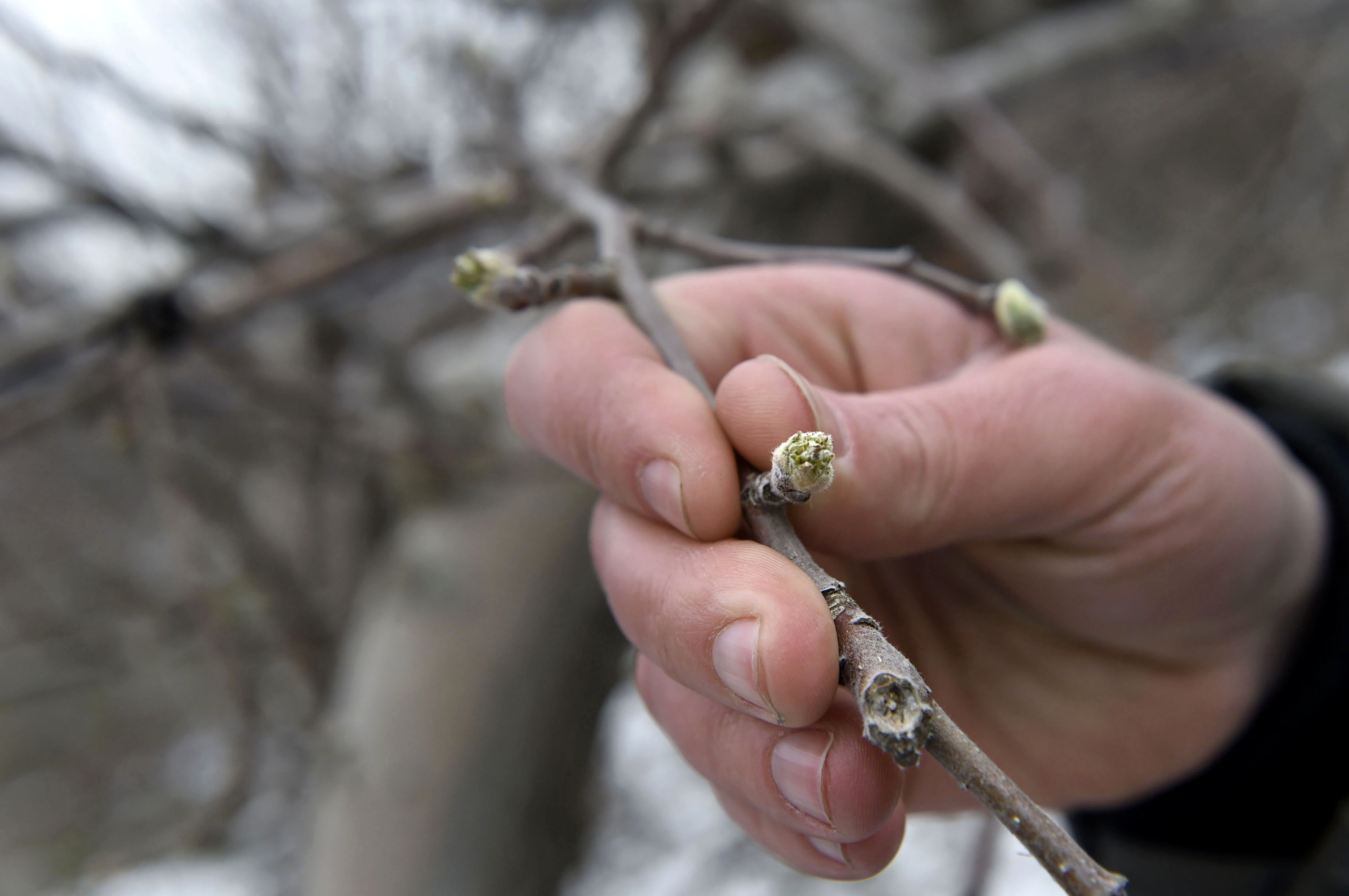 Big apple chill: Cold snap could nip fruit in bud