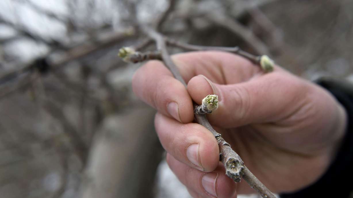 Big apple chill: Cold snap could nip fruit in bud