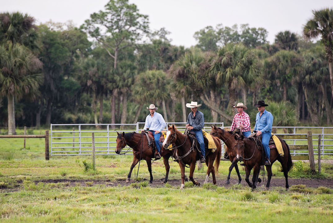 Cowboys on horseback moving cattle from one pasture to another at Deseret Ranch in Florida, 2015. (Photo: © 2016 Intellectual Reserve, Inc. All rights reserved)