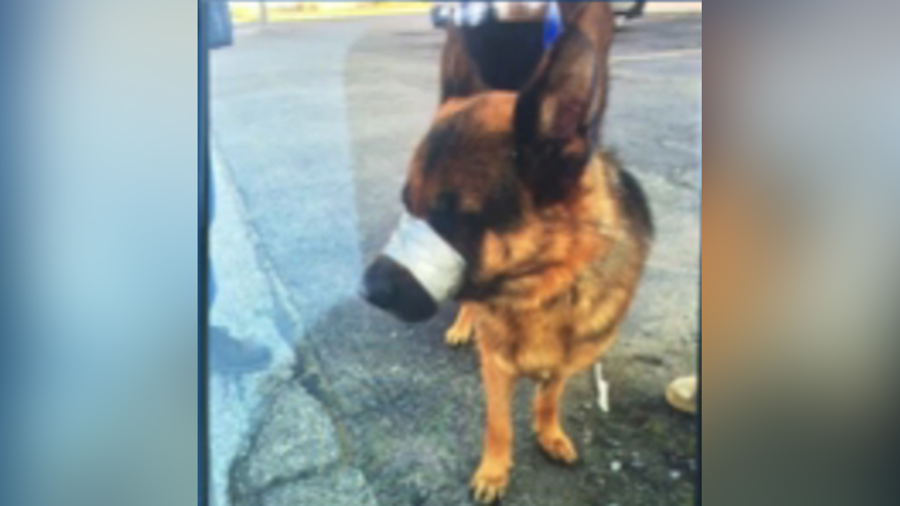 Dog found by highway with muzzle taped shut