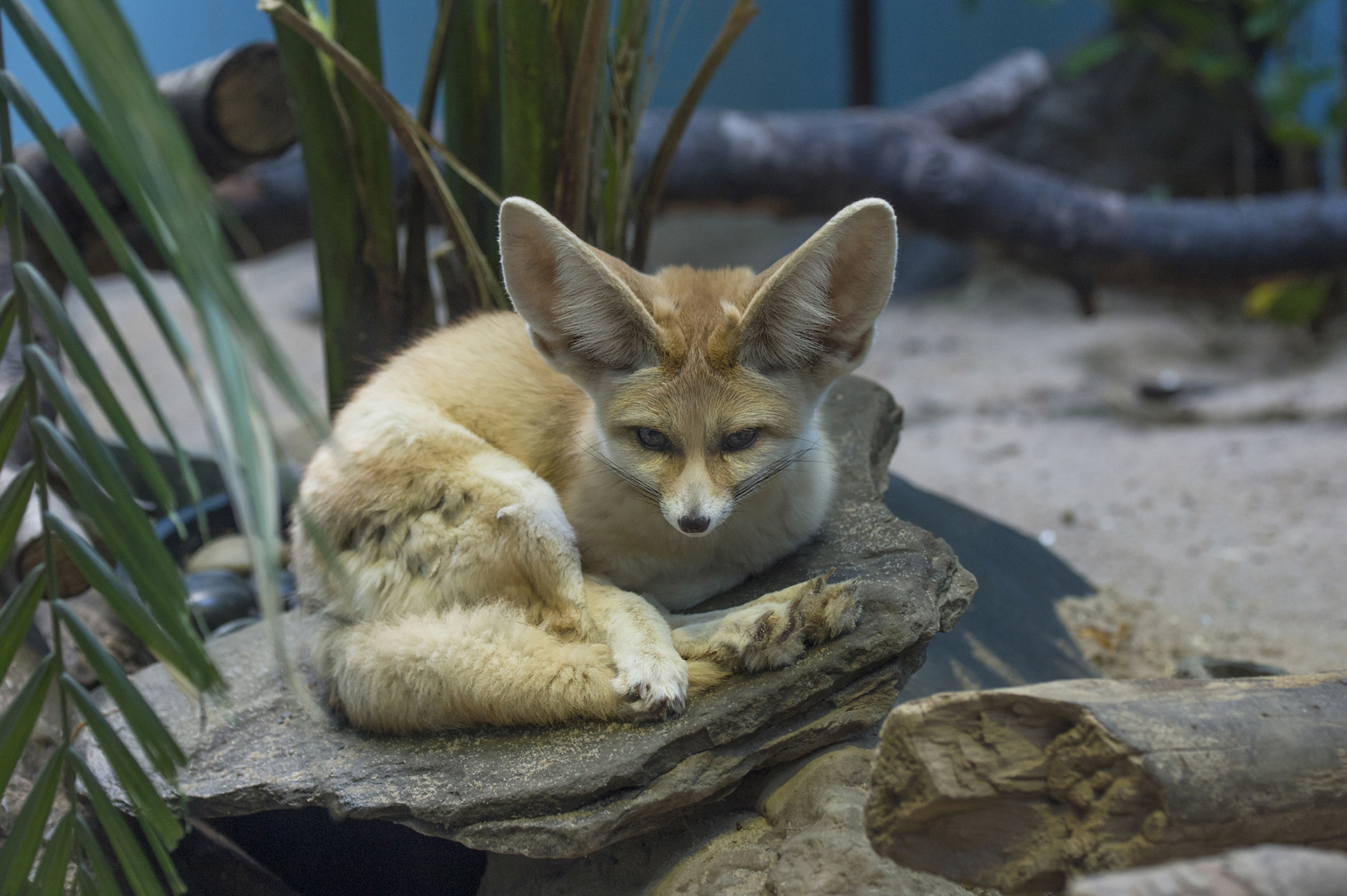 What big ears you have! NY zoo debuts adorable little foxes