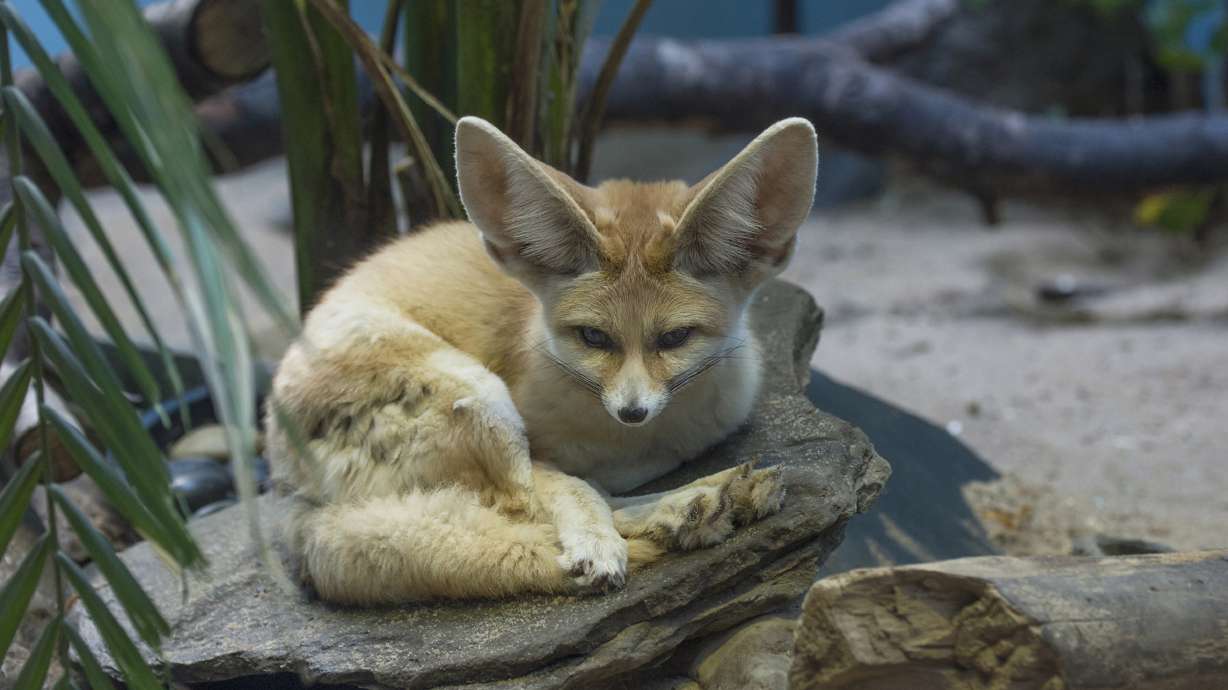 What big ears you have! NY zoo debuts adorable little foxes