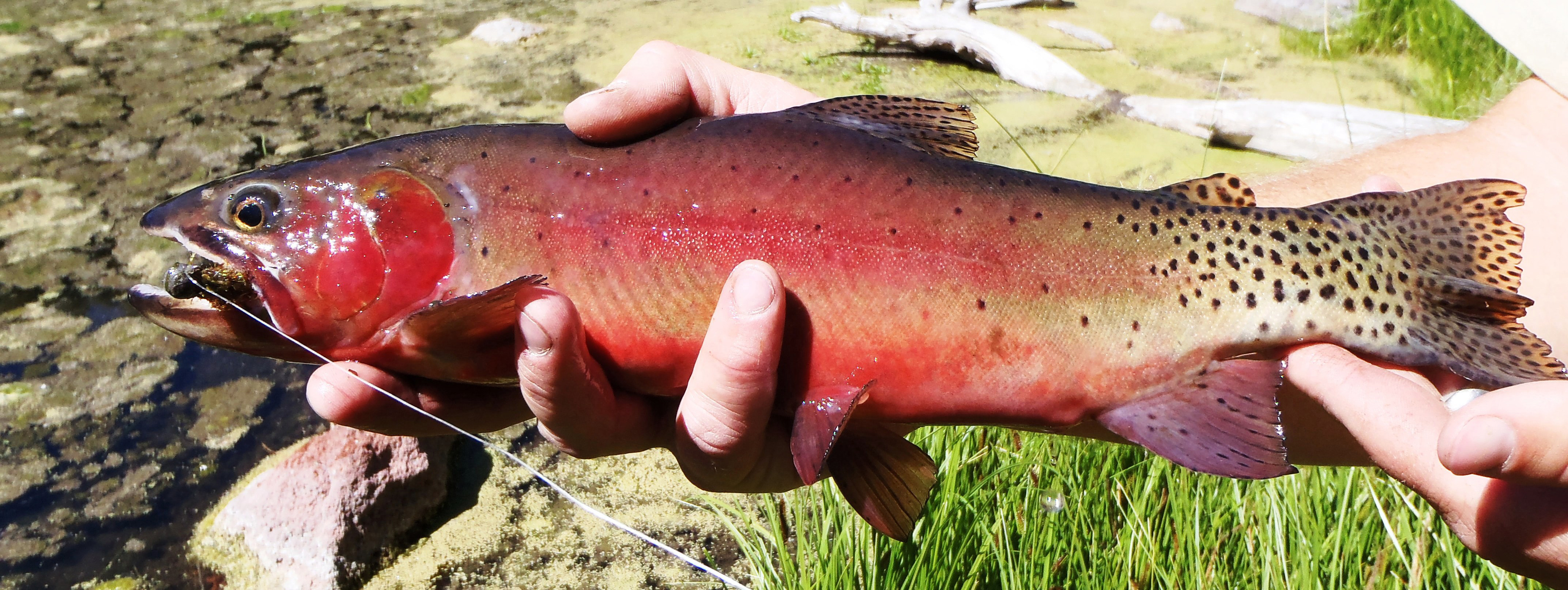 Reader Creek temporarily closed as wildlife officials work to boost native cutthroat trout numbers