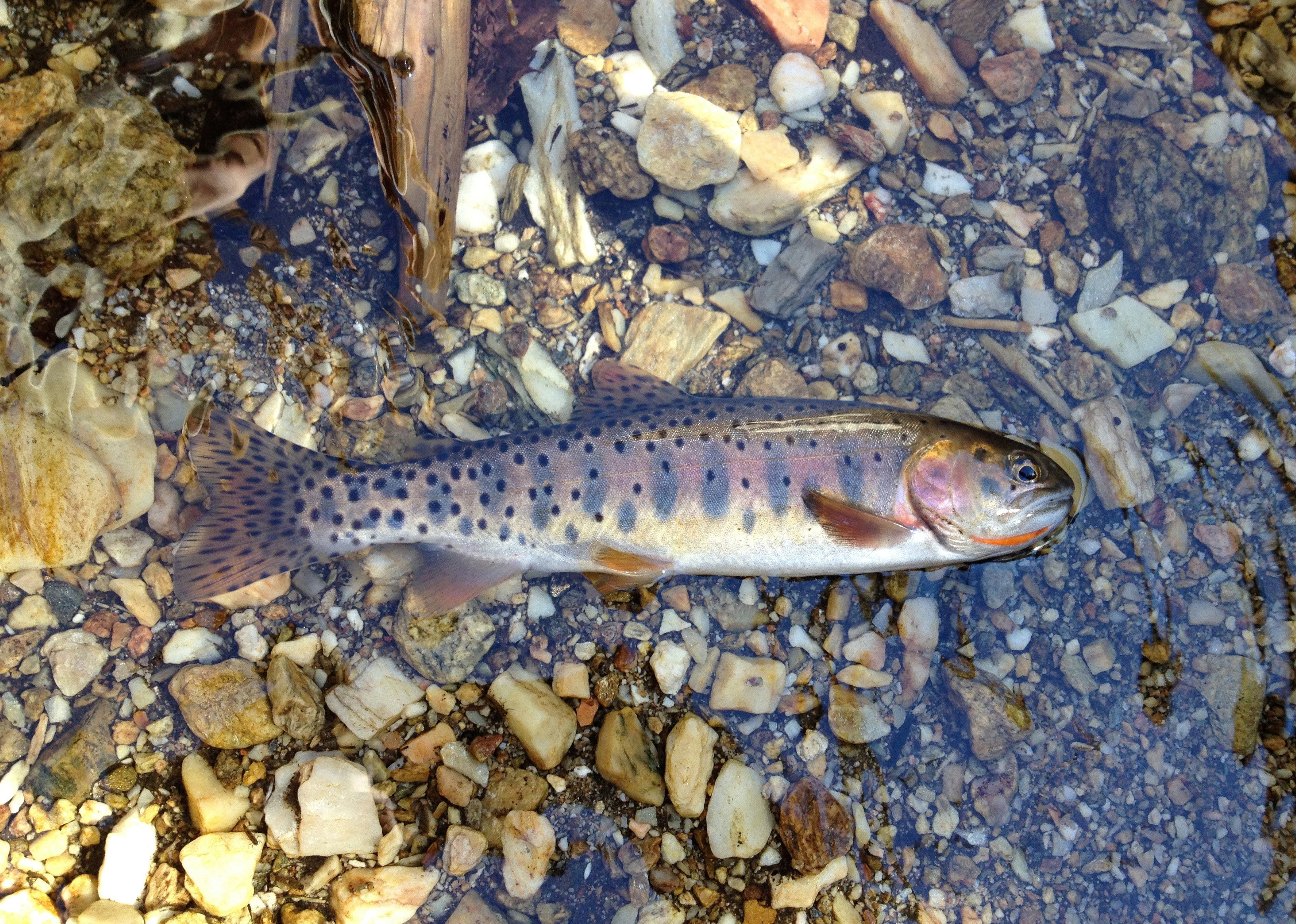 Utahn only person to complete rare Trout Fantasy Slam; here's how you can, too