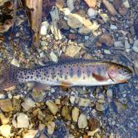 Utahn only person to complete rare Trout Fantasy Slam; here's how you can, too