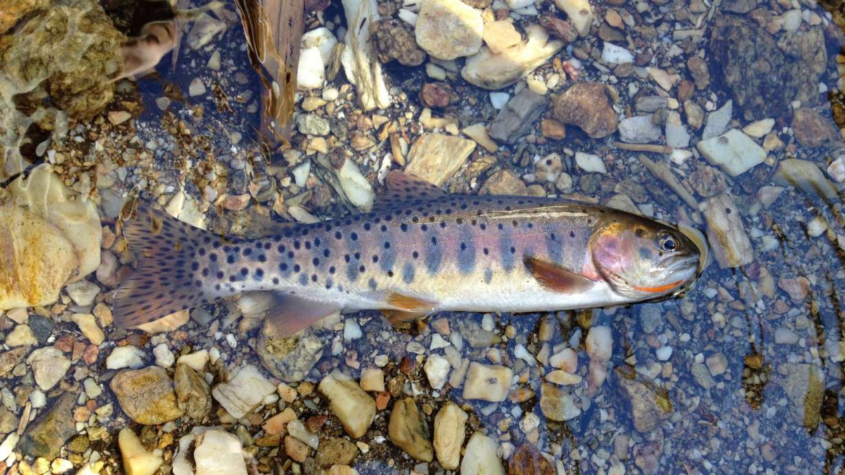 Fishing slams for anglers in Utah