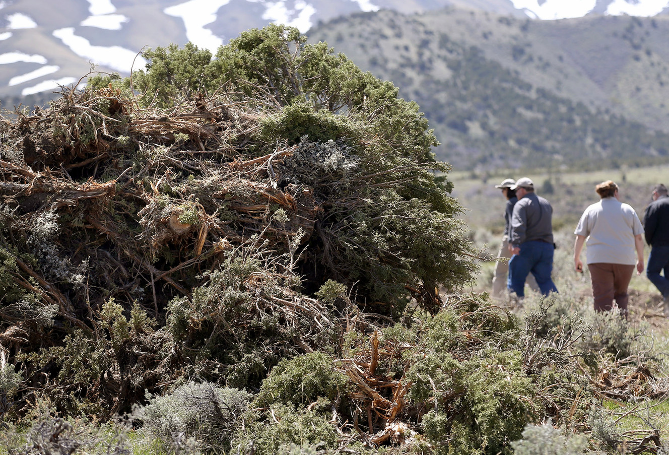 Sagebrush project creates landscape of cooperation