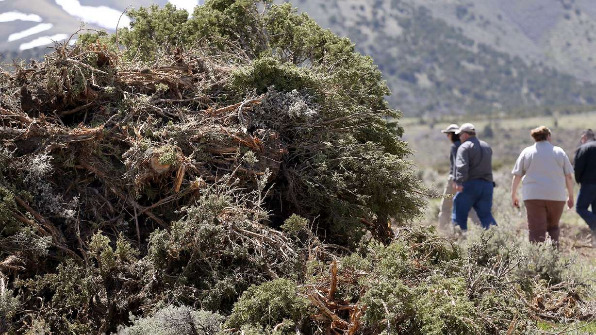 Sagebrush project creates landscape of cooperation