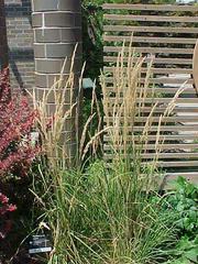 Calamagrostis × acutiflora 'Karl Foerster'