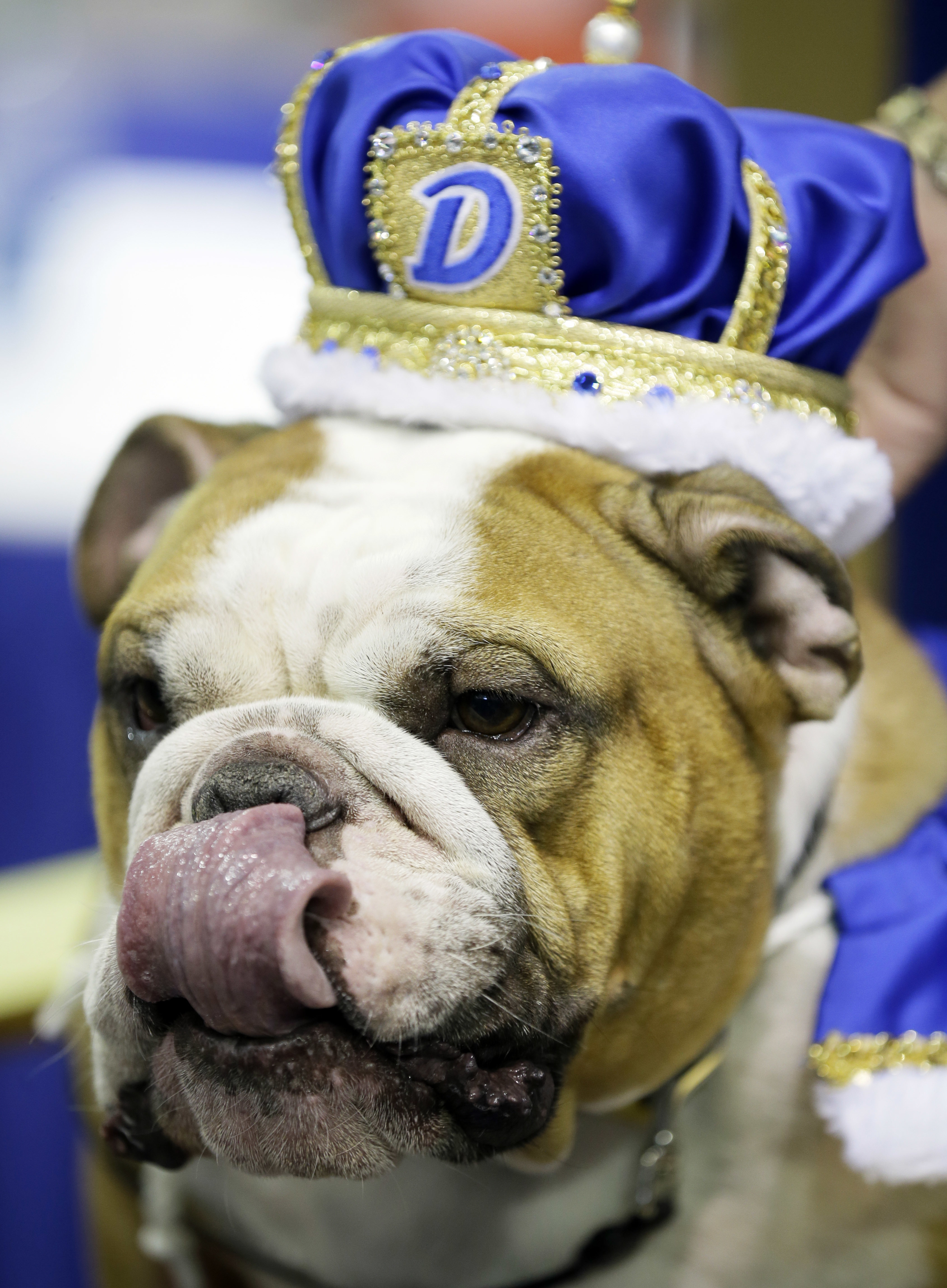 Rescue pup Vincent crowned 'Beautiful Bulldog' in Iowa