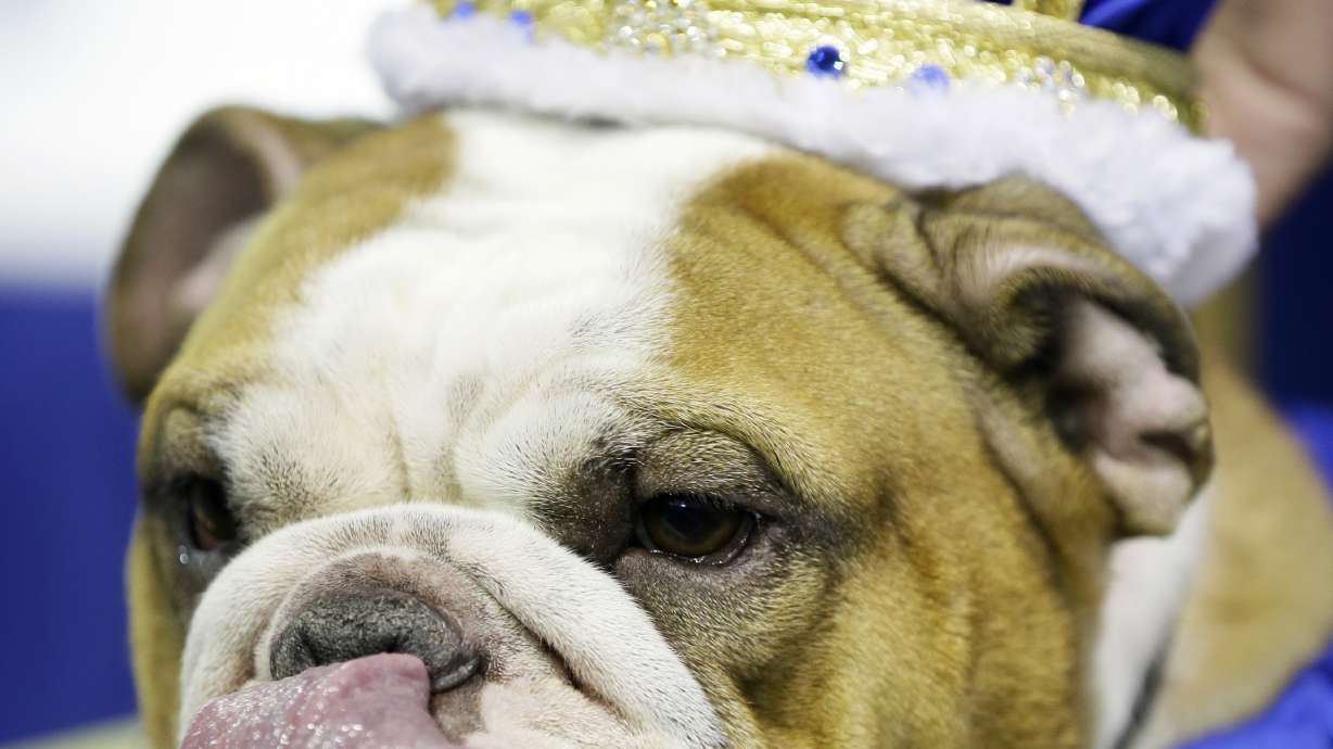 Rescue pup Vincent crowned 'Beautiful Bulldog' in Iowa
