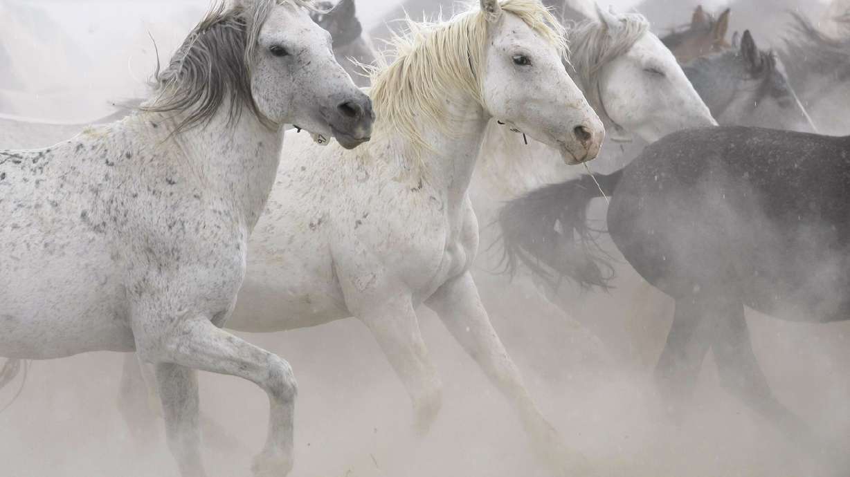 Utah official: BLM 'impotent' to deal with wild horse problem