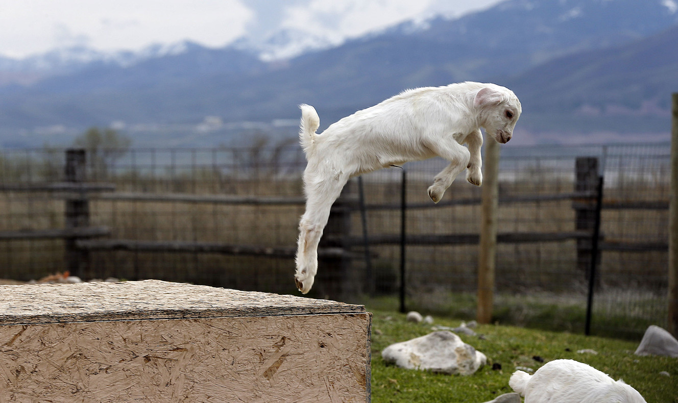 Refugee goat project growing by leaps and bounds thanks to investment