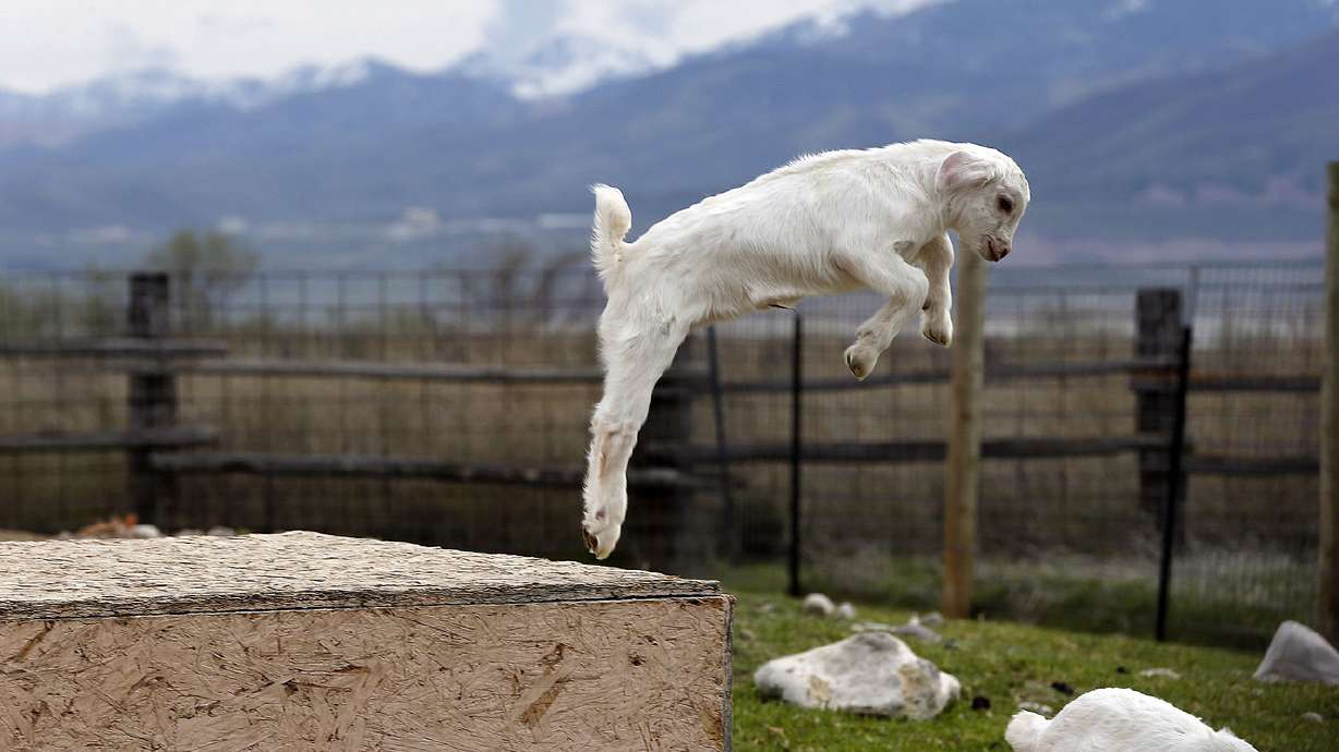 Refugee goat project growing by leaps and bounds thanks to investment