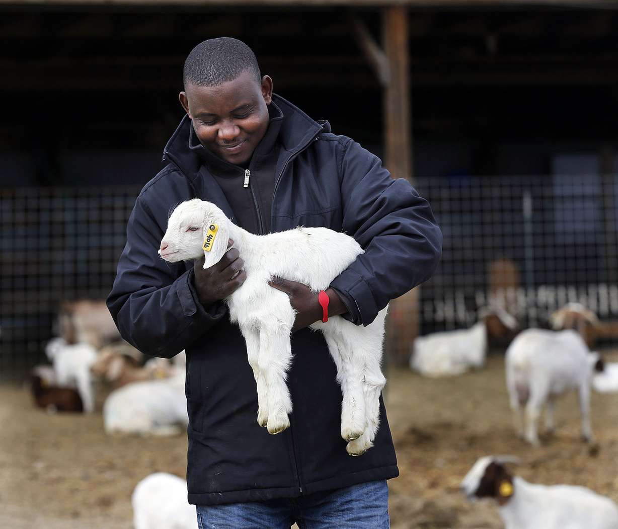 Gustave Deogratiasi carries a kid at the East African Refugee Goat Project in Salt Lake City on Monday, April 25, 2016. (Photo: Ravell Call, Deseret News)