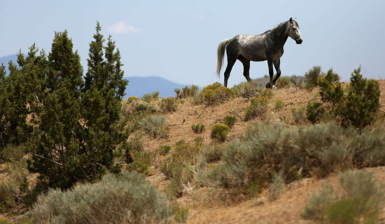 A wild horse walks up a hill covered in sagebrush in the Cedar Mountain range on Thursday, July 18, 2013. (Photo: Kristin Murphy, Deseret News)
