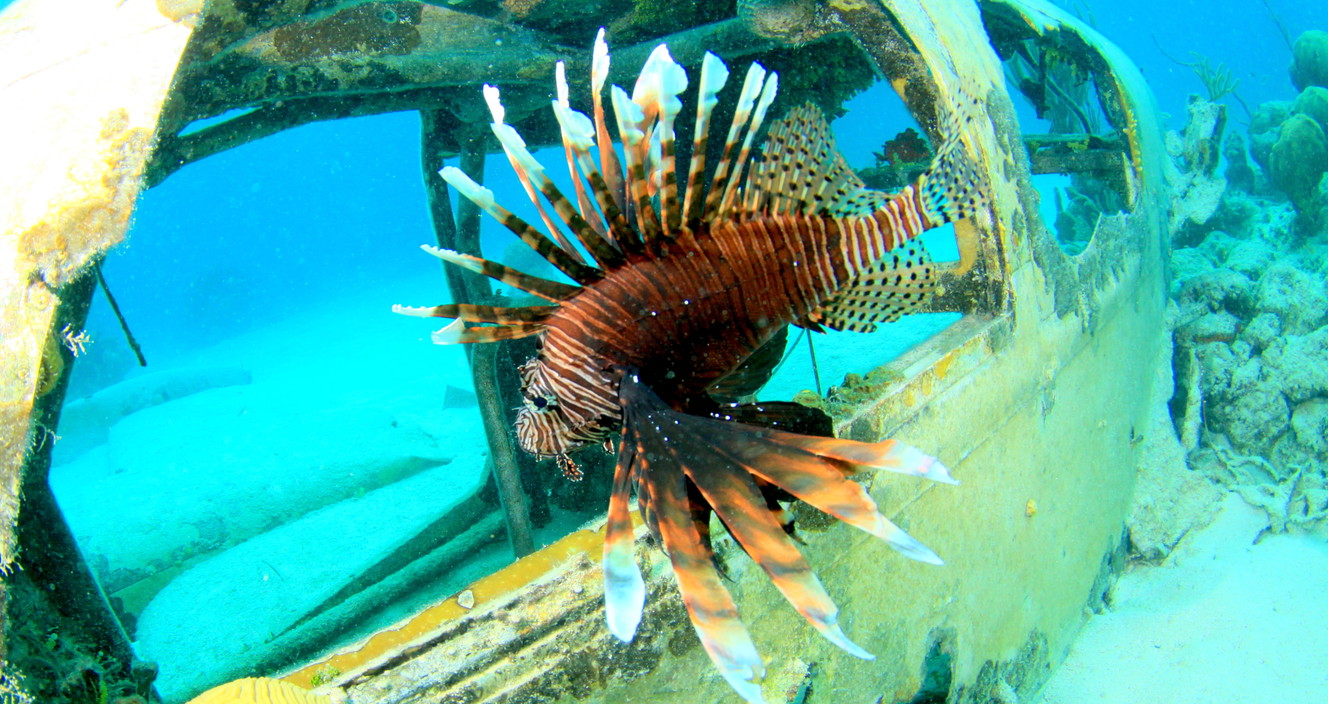 Florida to host competition to kill invasive lionfish