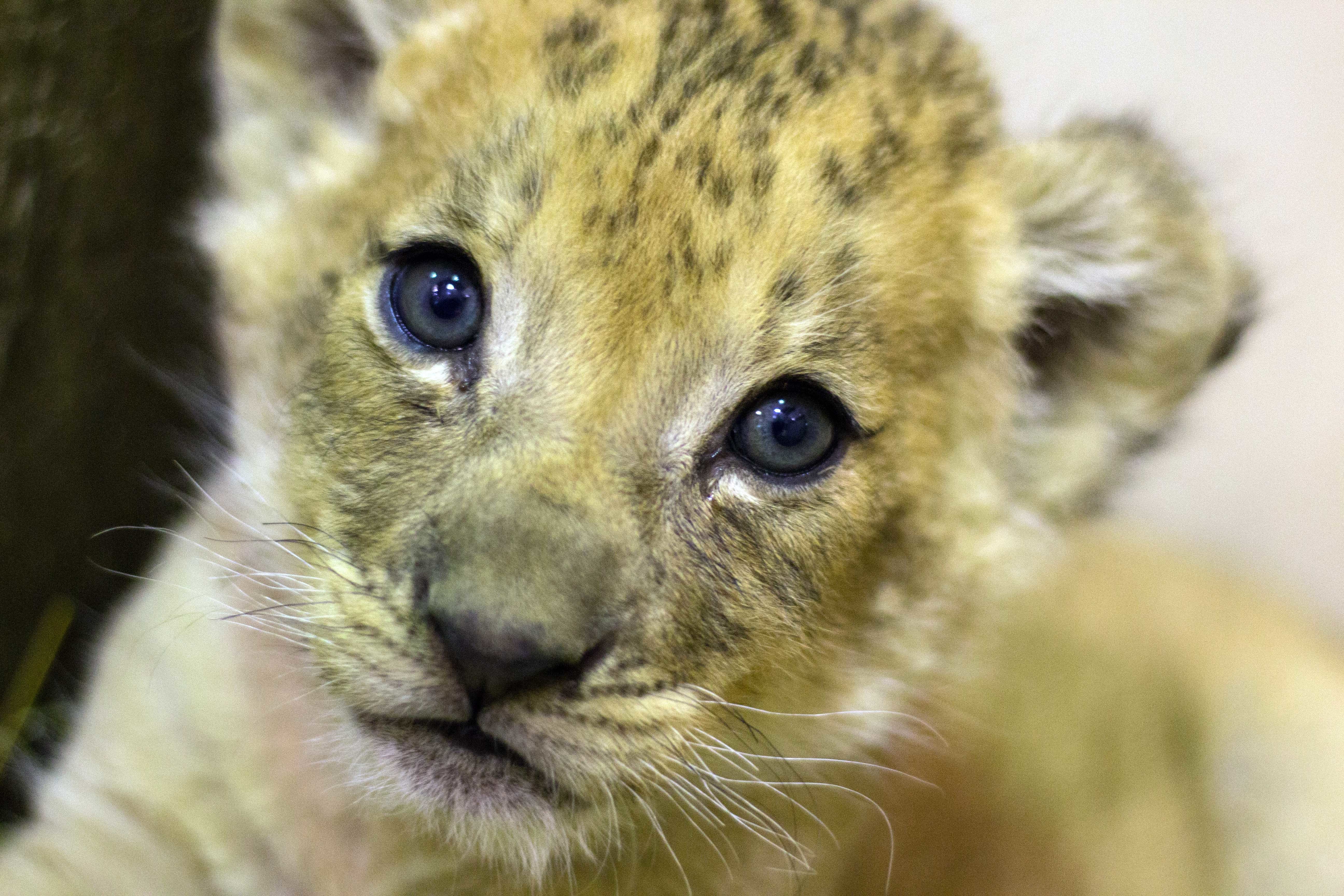 New York zoo introduces new _ fluffy! _ African lion cub