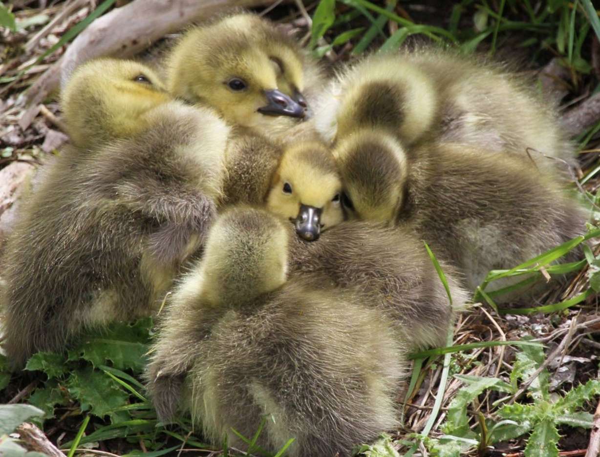 Wildlife officer rescues stranded geese from roof of Utah charter school