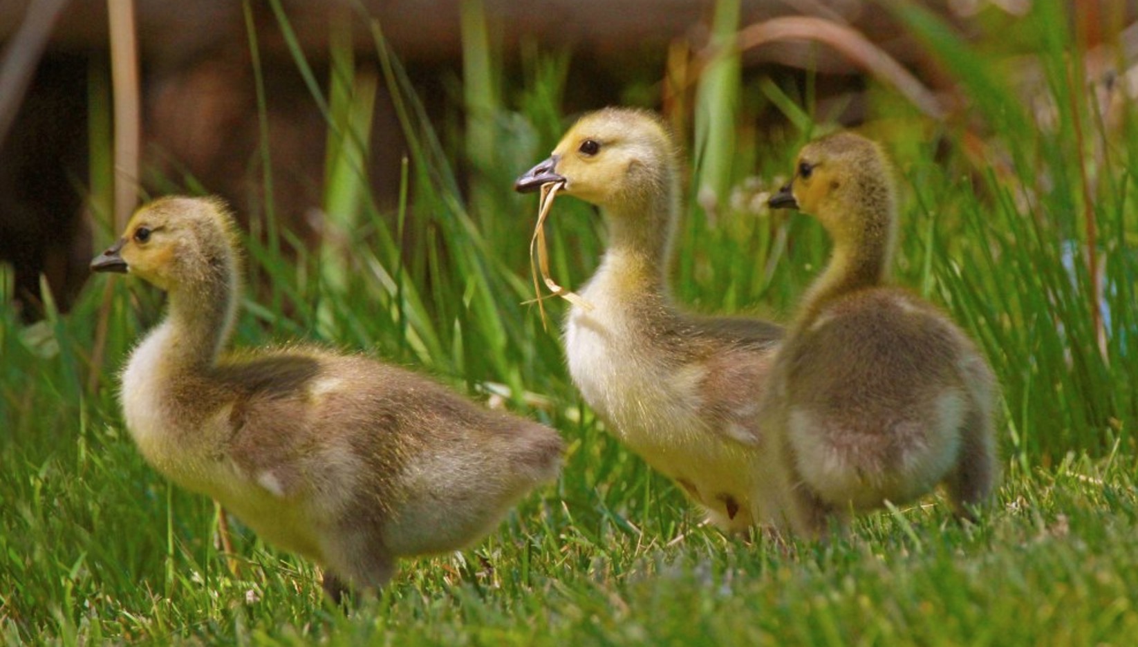 Wildlife officer rescues stranded geese from roof of Utah charter school